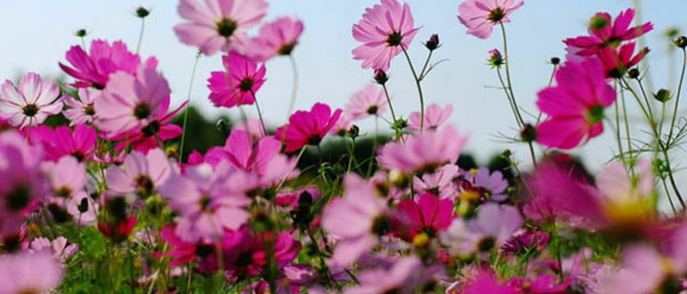 Çiçekçilerin Çalışma Saatleri ve Mesai Saatleri