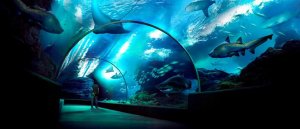 Sea Life Akvaryum Çalışma ve Ziyaret Saatleri